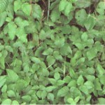 Posion Ivy Spring Identification